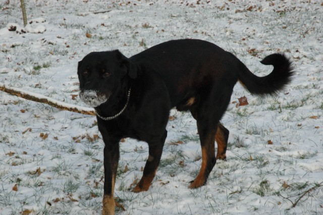 Pégase, beauceron de 8 ans - Page 2 091219051703646625088109