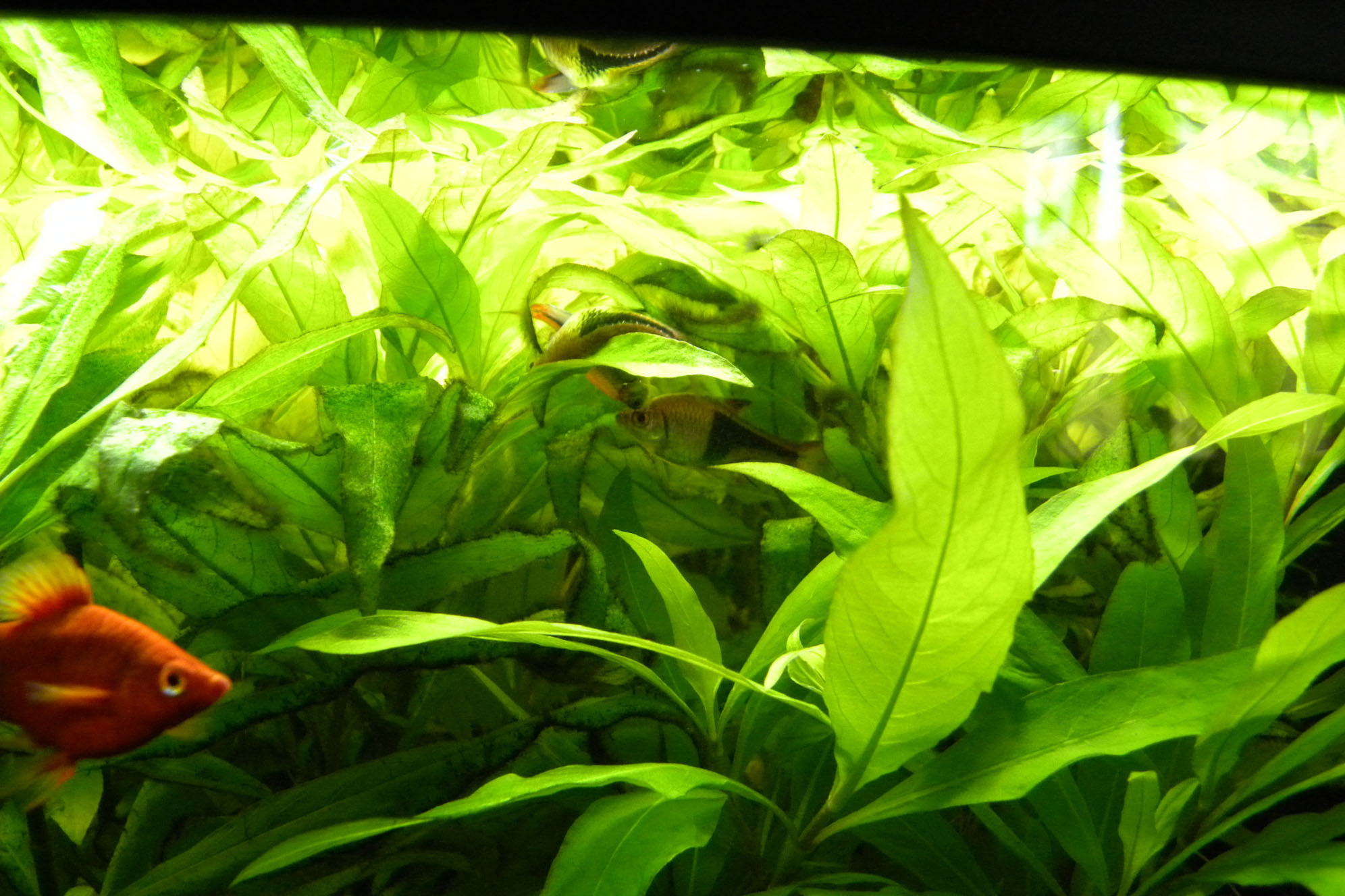 photo36