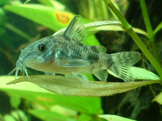 photo43