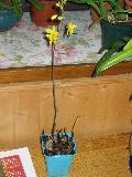 spathoglottis affinis Mini_091229020353653985143858