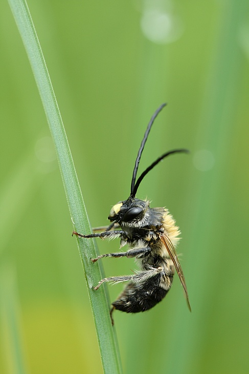 Eucera longicornis ??? 100102071803281865167609