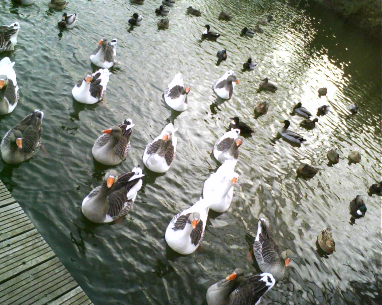 Les Oies & Canards