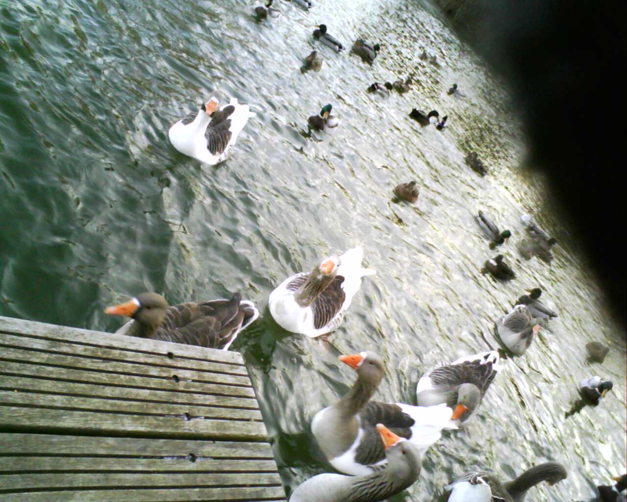 Les oies & canards 
