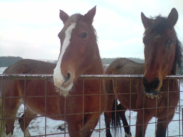 a poil dans la neige 100103075558104855174435