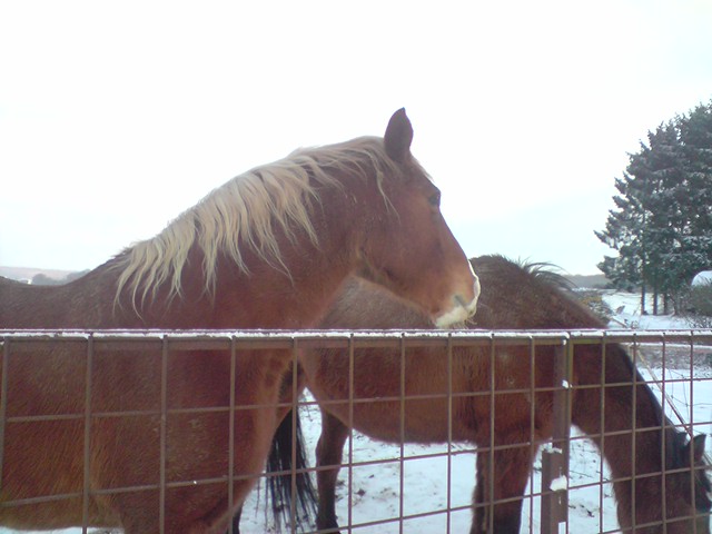 a poil dans la neige 100103075630104855174437