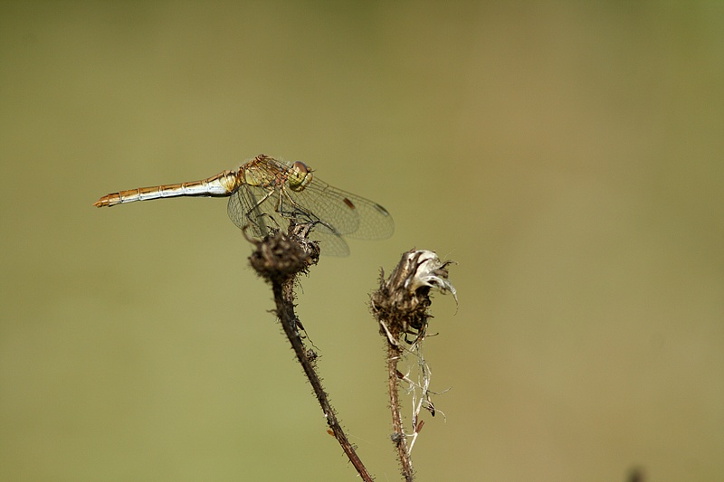 Quel est ce sympetrum ? 100108052741281865210029