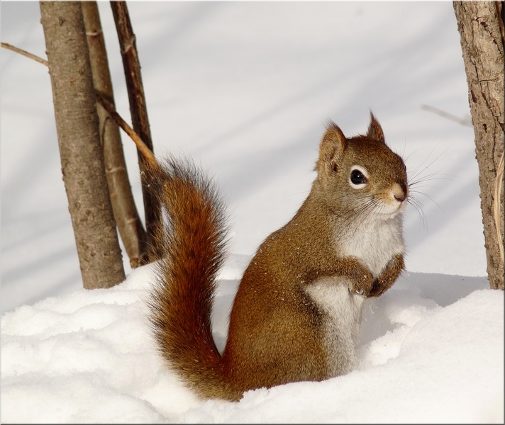 Ecureuil dans la neige - Page 2 10010901264136825212540