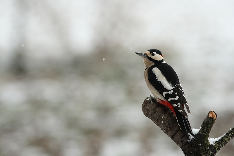 Sous la neige + MAJ du 12/01/10 100110050737281865223350