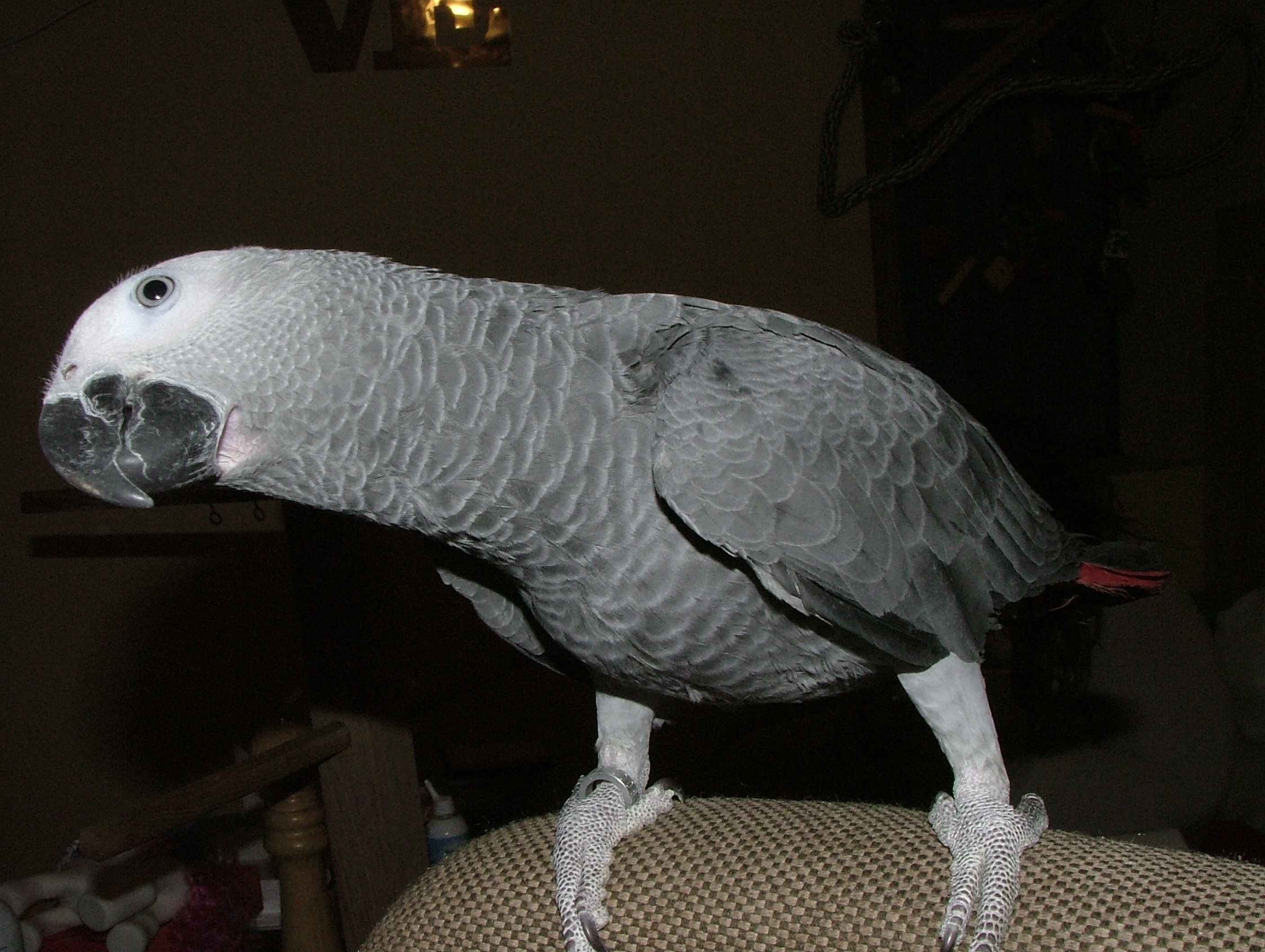 curiositer 