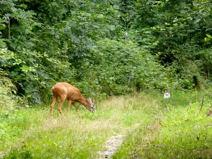 Un chevreuil bien gardé