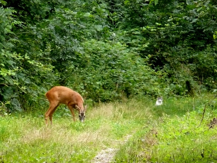 Un chevreuil bien gardé