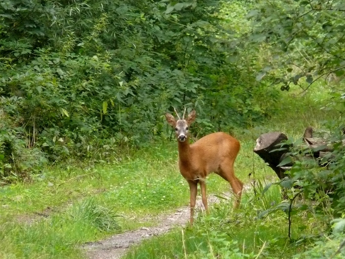 Un chevreuil bien gardé