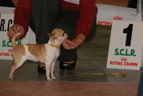 Enge expo mini