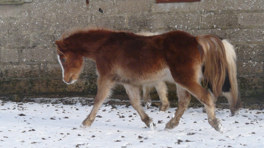 Re: Elevage d'Athis poneys Shetland 10013107451365495352168