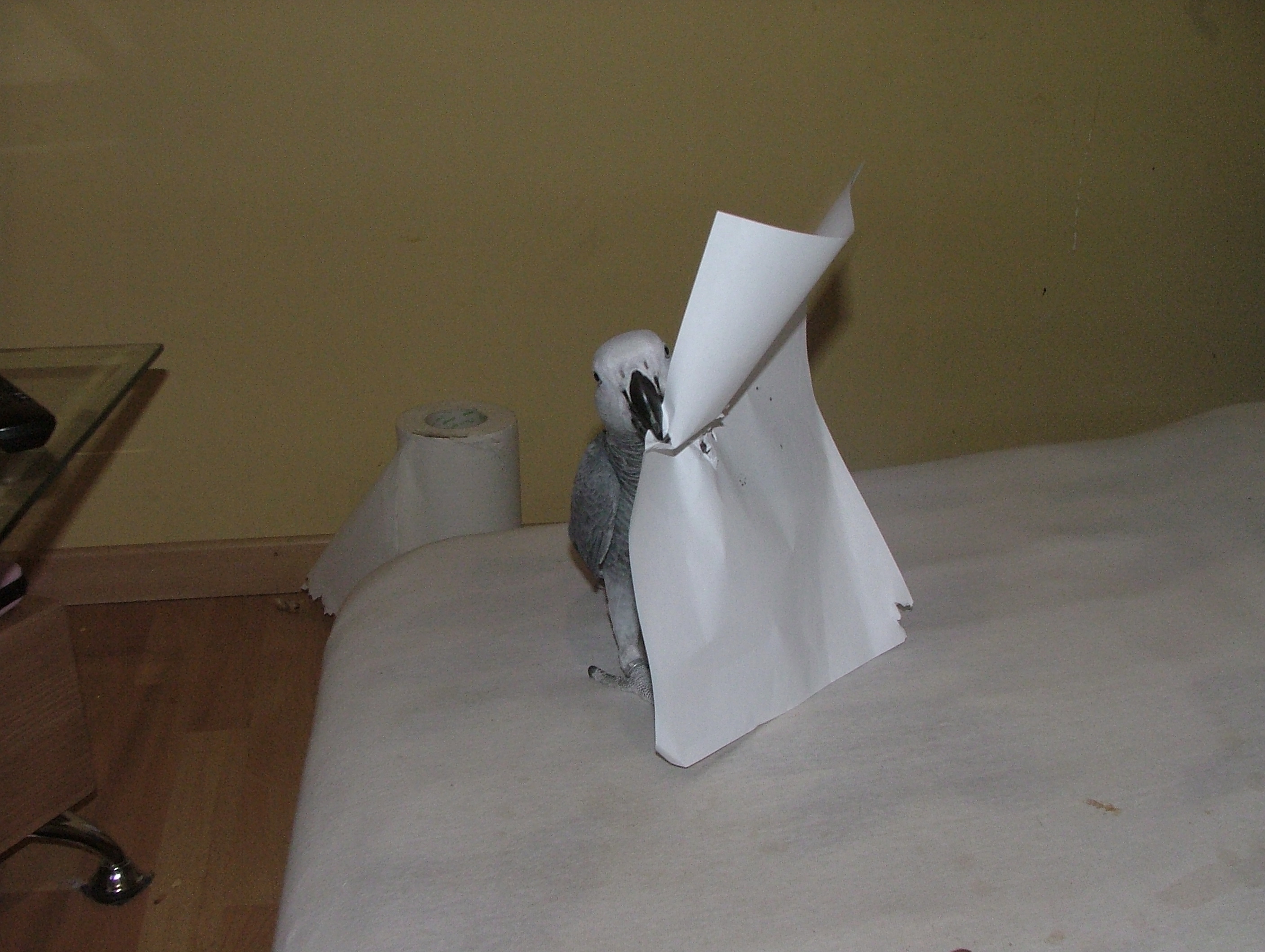 une feuille