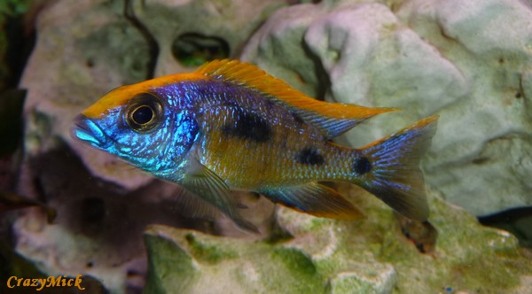 Cichlid-Forum • Malawi Hap Help I.D.