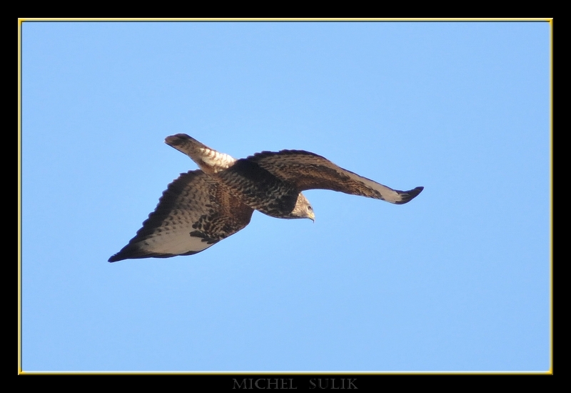 oiseaux fevrier 032
