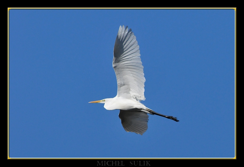 oiseaux fevrier 057
