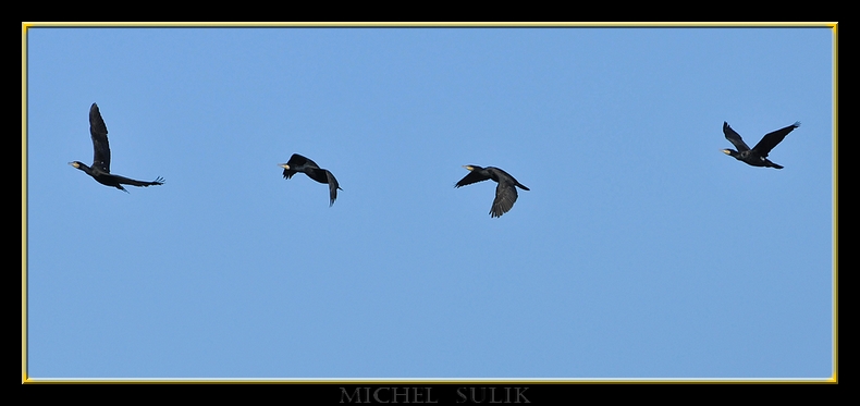 oiseaux fevrier 059