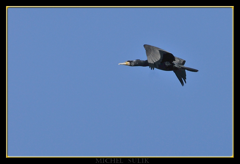 oiseaux fevrier 063