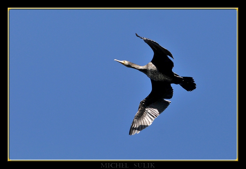 oiseaux fevrier 080