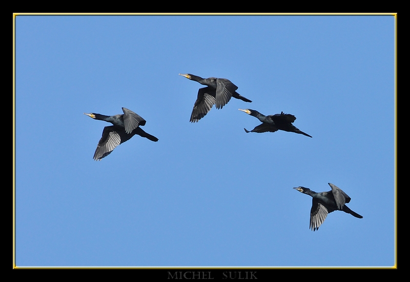 oiseaux fevrier 082