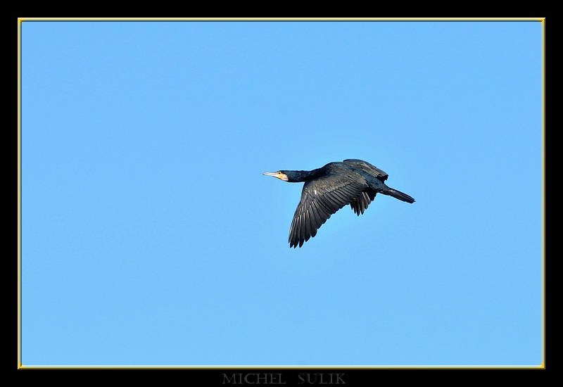 oiseaux fevrier 091