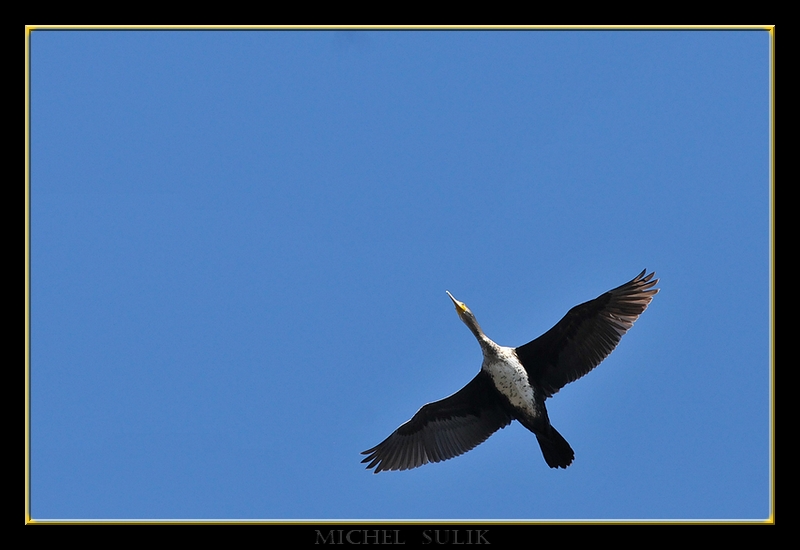 oiseaux fevrier 096