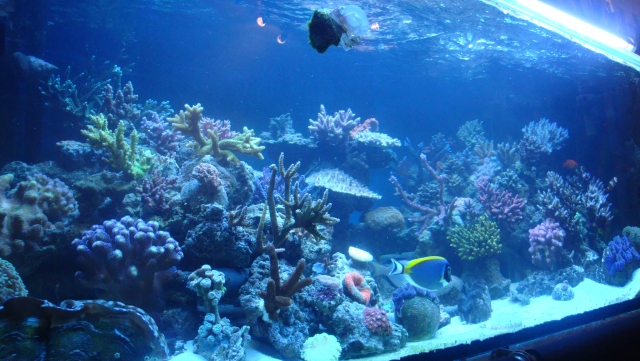 Les plus beau aquariums du forum 100214111224364465436578