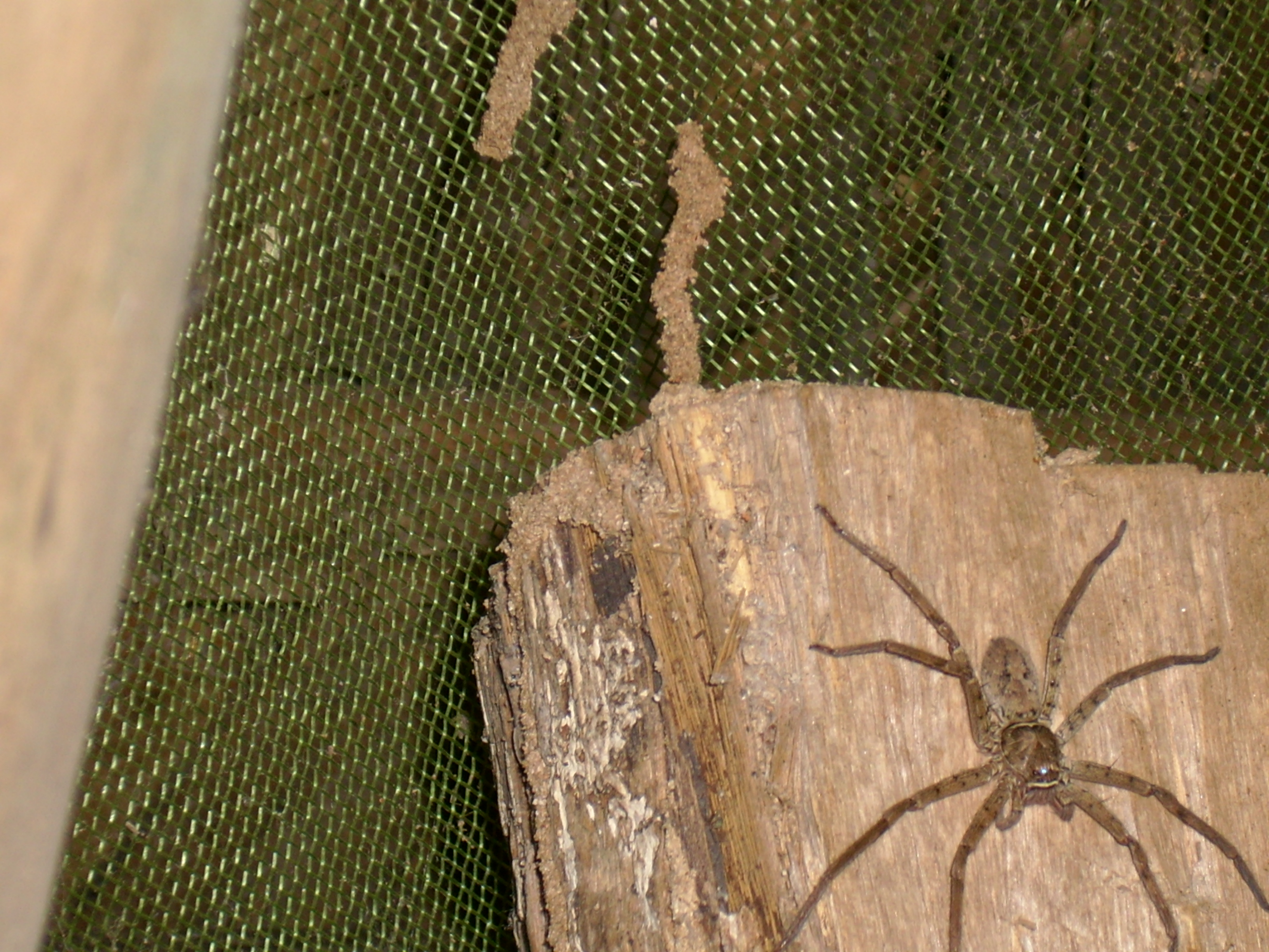 Voyage au p&eacute;rou (37)