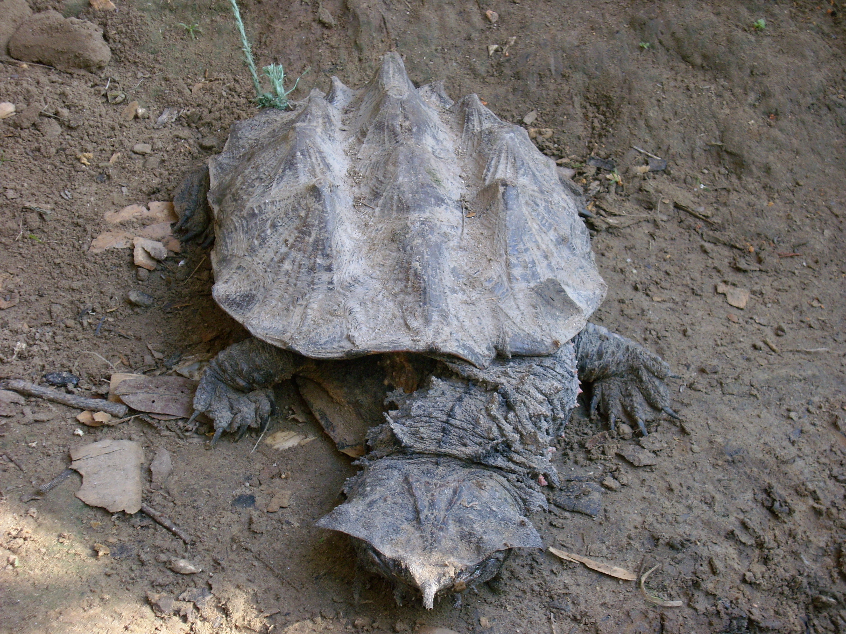 Voyage au p&eacute;rou (189)