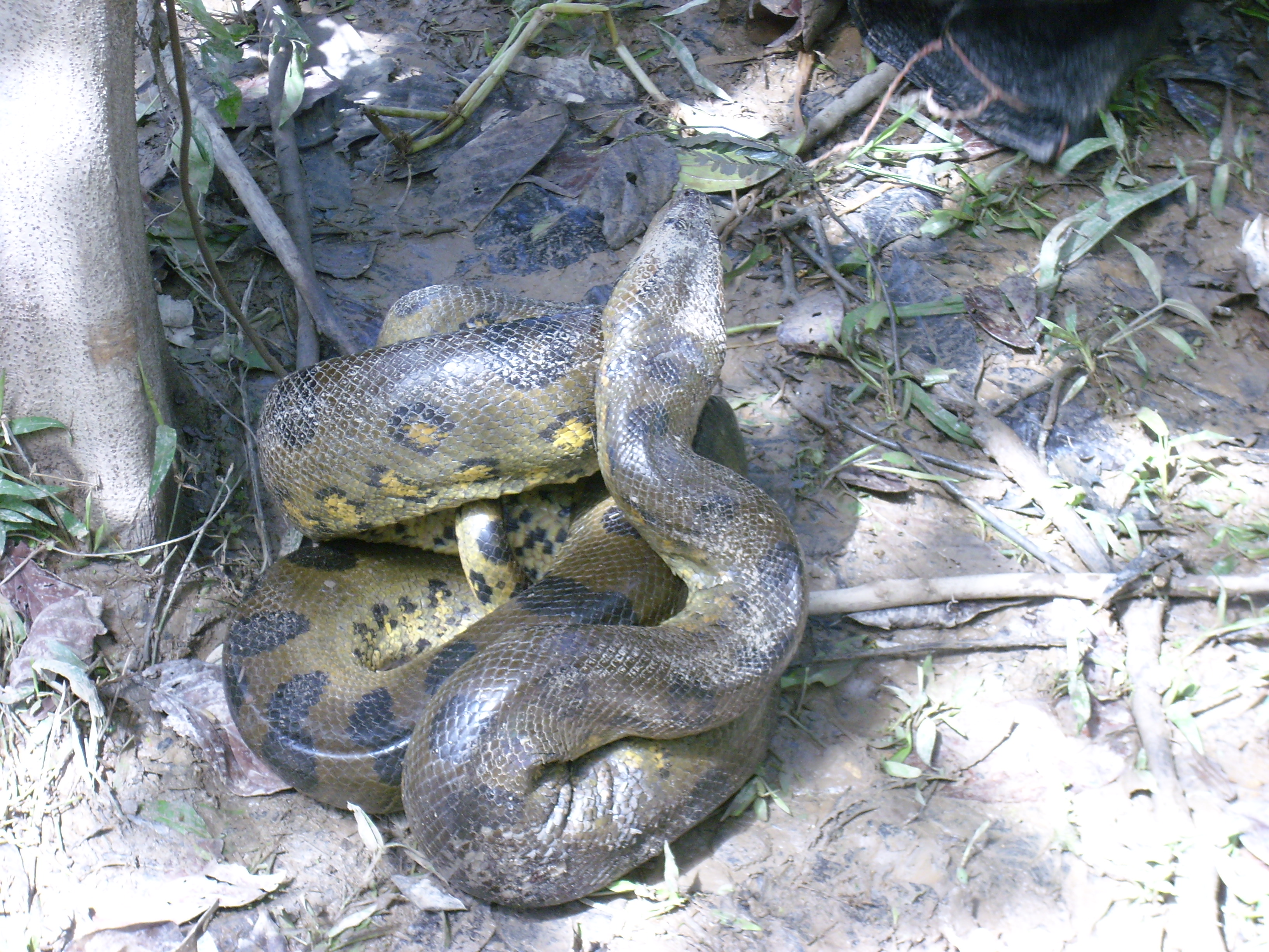 Voyage au p&eacute;rou (193)