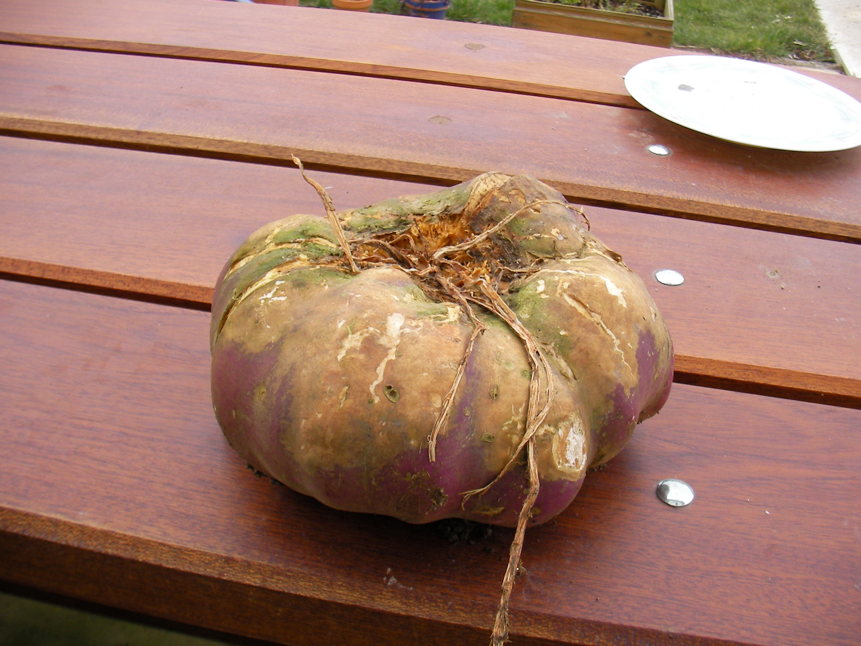 gros navet